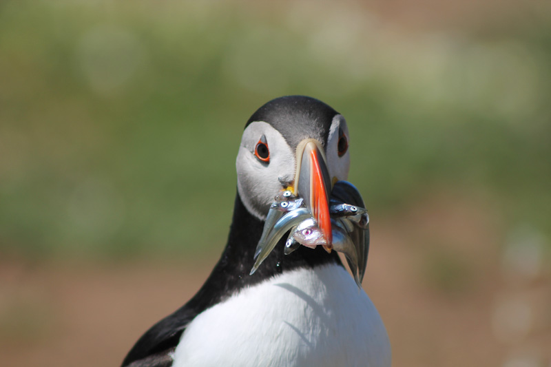 Skomer Island_4