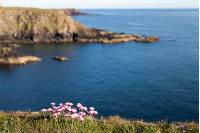Pembrokeshire Coast_16