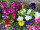 Haven_cottages 15